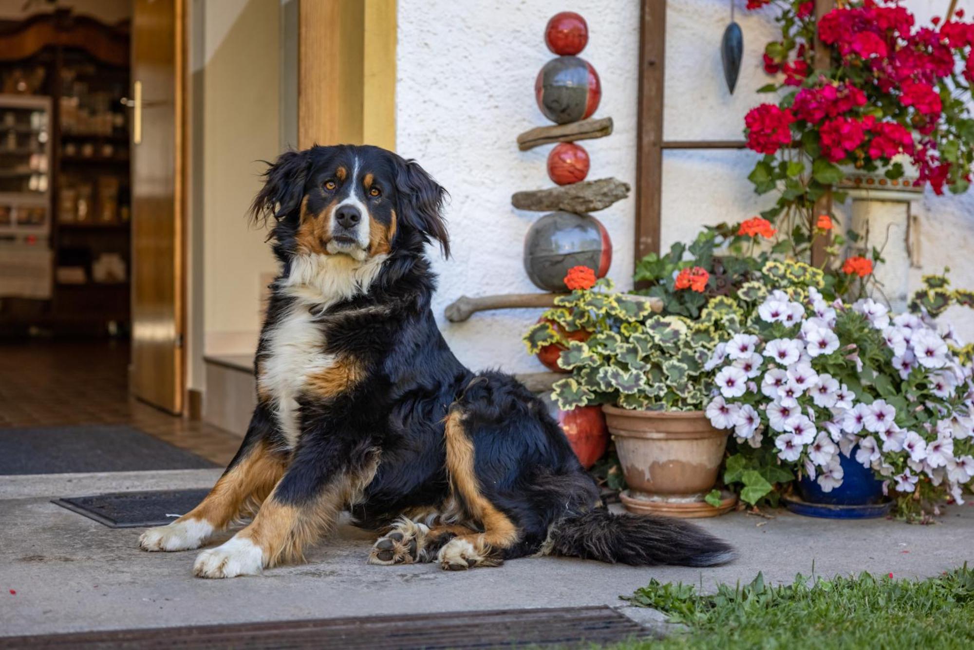 Apartmán Bio-Bergbauernhof Weger Dellach  Exteriér fotografie